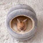 rabbit hideout indoor