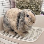 rabbit litter tray