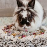 rabbit toy mat