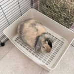 rabbit tray litter