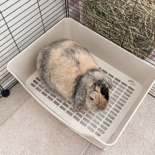 rabbit tray litter
