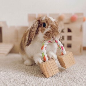 rope rabbit toy