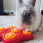 toy for rabbit puzzle