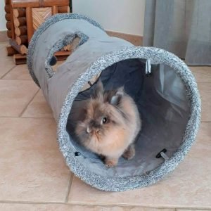 Rabbit Tunnel Grey, a Cozy Burrow for Your Bun