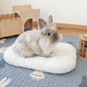 white rabbit bed