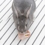 wooden rabbit toy with bell