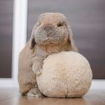 Ball rabbit toy
