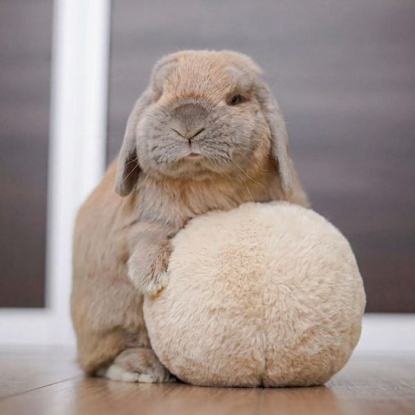 Ball rabbit toy