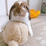 Balloon rabbit toy