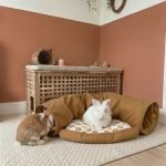 Brown rabbit tunnel
