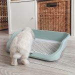 Bunny litter box for rabbits