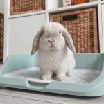 Bunny tray litter blue