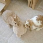 Enrichment toy ball plush