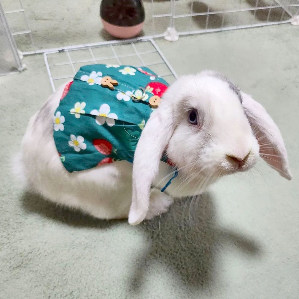 Flower green rabbit clothes