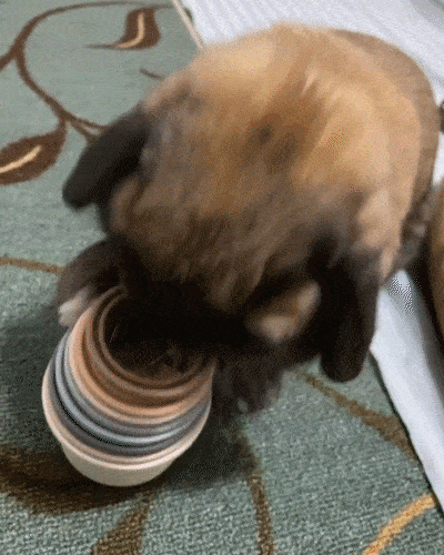 rabbit playing with stacking cups