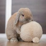 Plush rabbit toy balloon