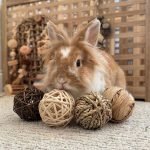 Rabbit Chew Toy