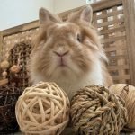 Rabbit Chew Toy balls