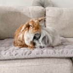 Rabbit Mat for couch