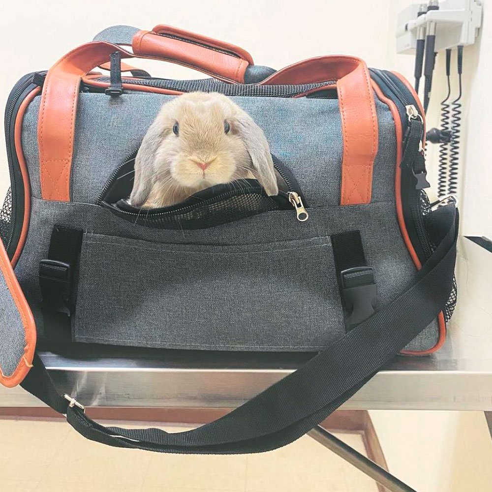 Rabbit carrier