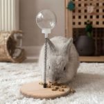 Rabbit enrichment activity