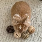 Rabbit gnaw toys