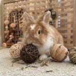 Rabbit gnawing toys balls