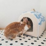 Rabbit hideout cloud