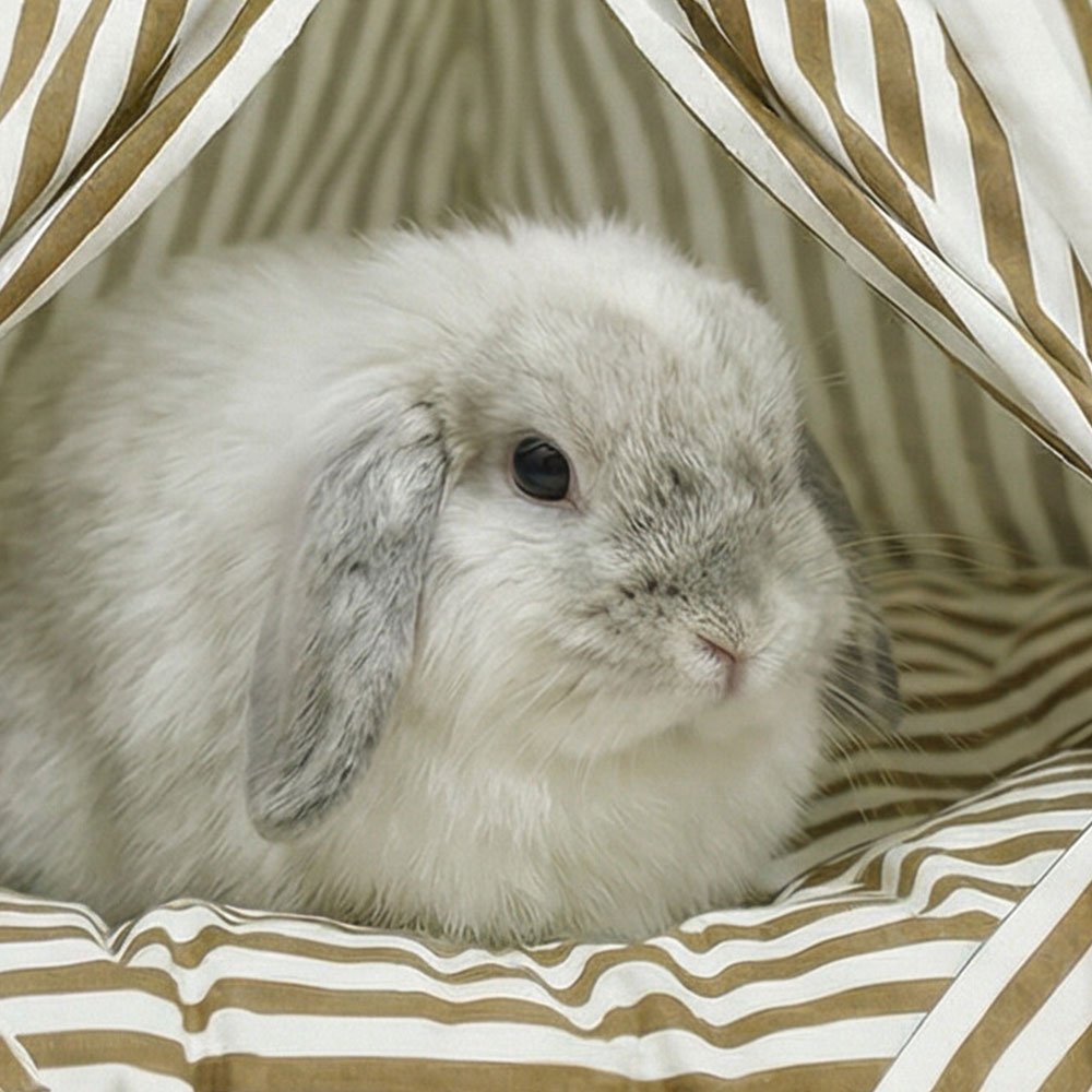 Rabbit house bed