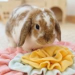Rabbit toy foraging mat cute