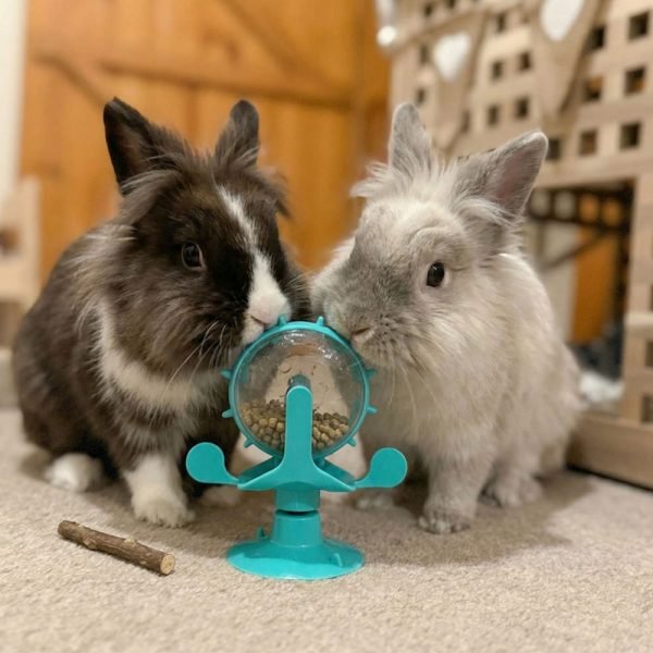 Rabbit toys enrichment