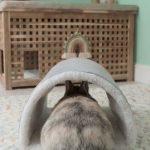 Rabbit tunnel hideout grey