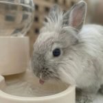 Rabbit water bottle