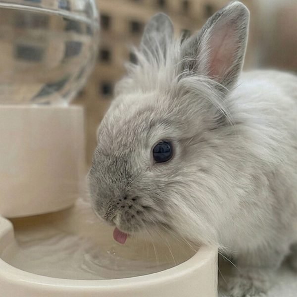Rabbit water bottle