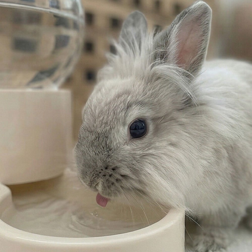 Rabbit water bottle