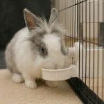 Rabbit water bottle white