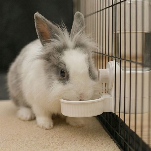 Rabbit water bottle white