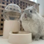 Rabbit water dispenser natural
