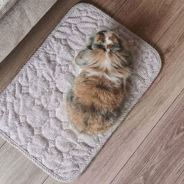 Small Rabbit Mat Non-Slip