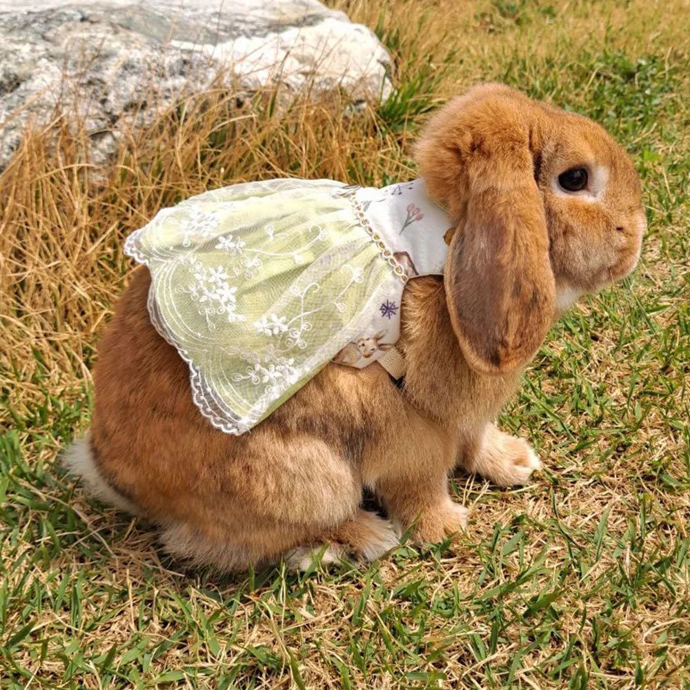 costume for rabbits