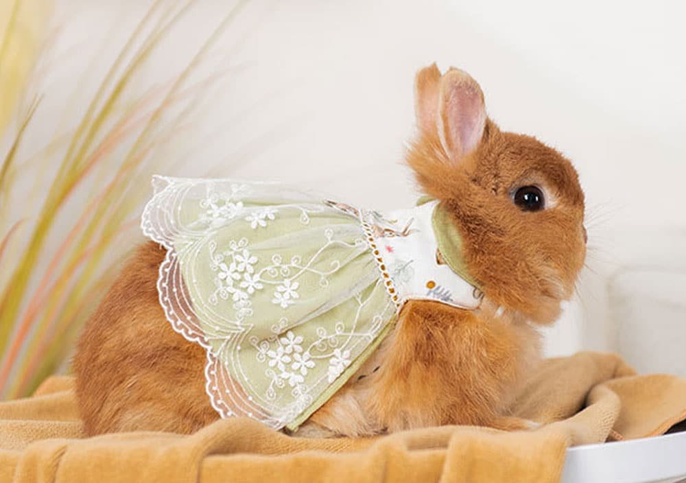 Princess rabbit clothes