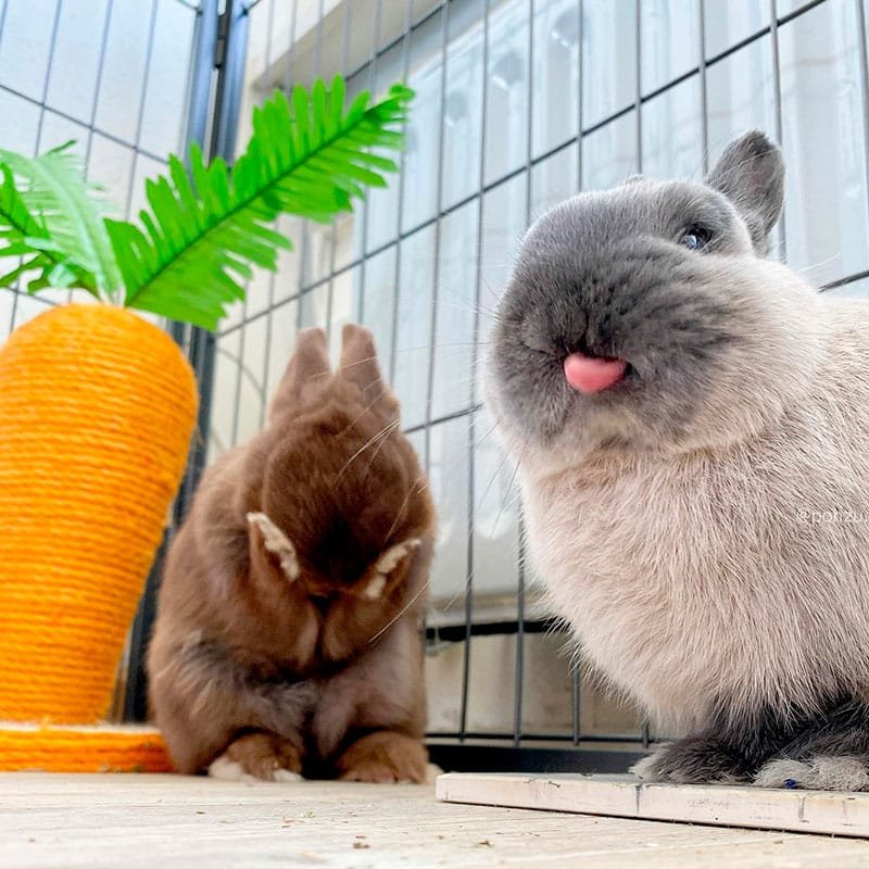 Rabbit scratching post carrot