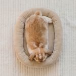 bunny bed beige