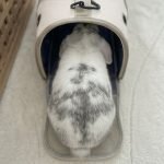 bunny carrier bag to vet