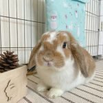 bunny cooling bag blue