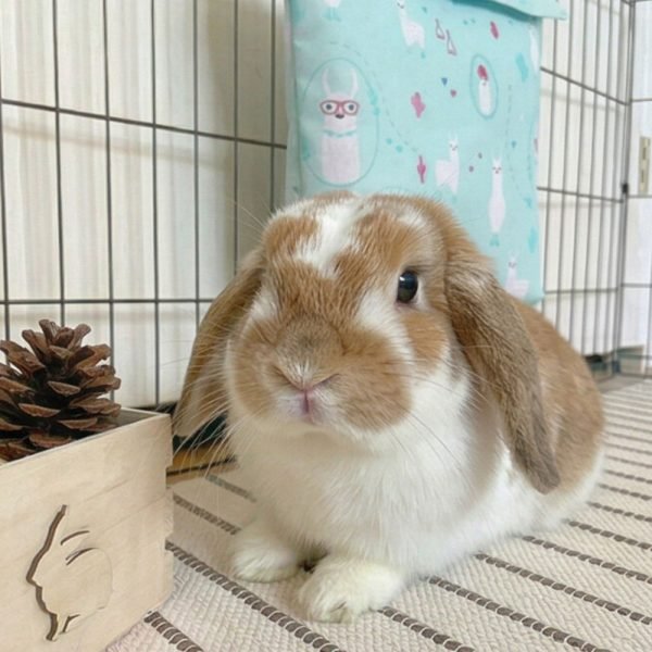 bunny cooling bag blue