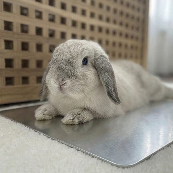 bunny cooling mat summer