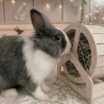 bunny hay feeder