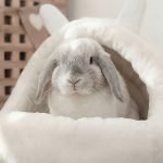 bunny hideout cosy bed