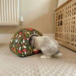 bunny house forest